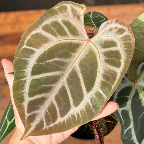 Anthurium Botanic - variação 04