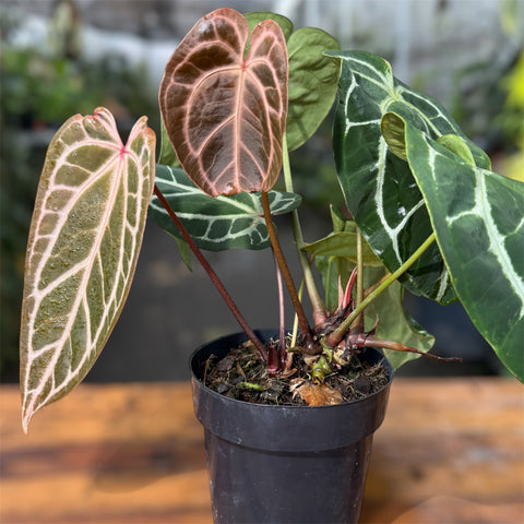 Anthurium Botanic - variação 09