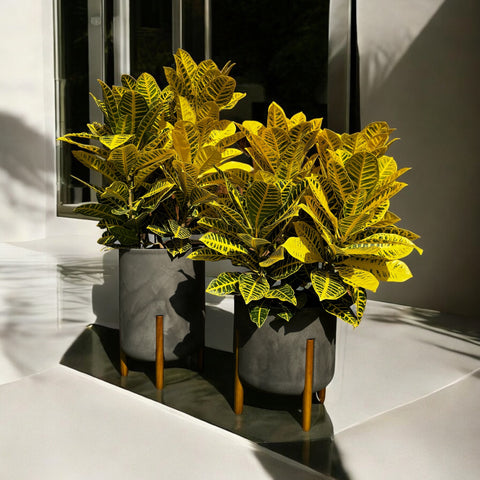 Croton canarinho + vaso decore preto Ardosia