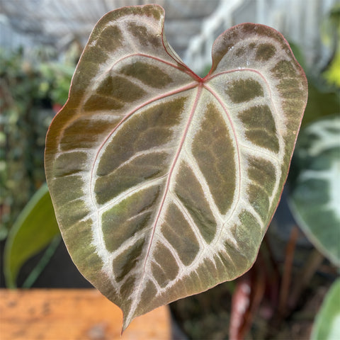 Anthurium Botanic - variação 04