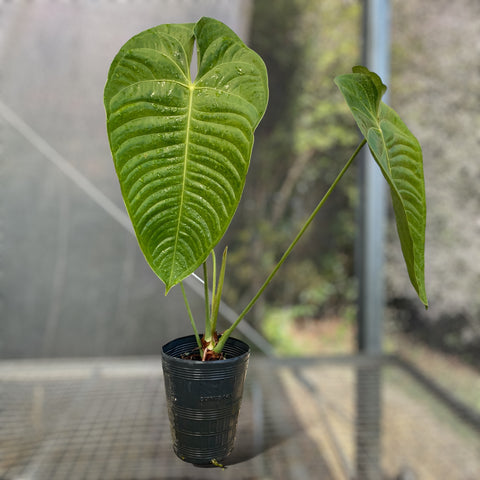 Anthurium Veitchii híbrido