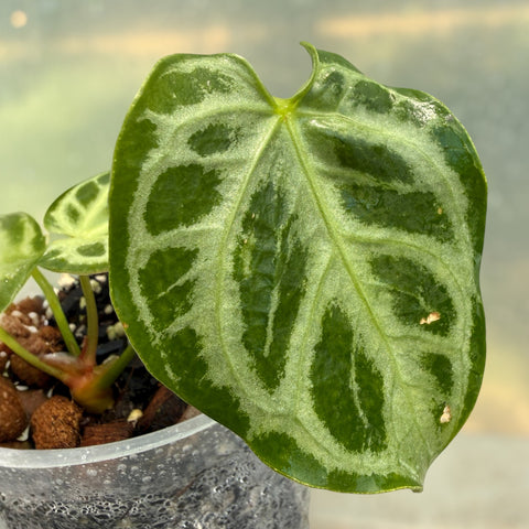 Anthurium Crystallinum 'Silver Blush'