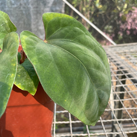 Anthurium Dressleri