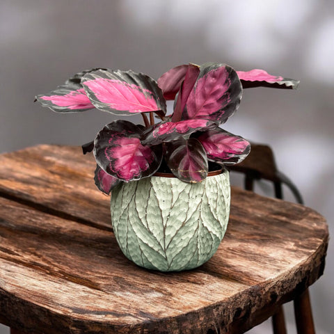 Calathea  crimson + cachepot folhas