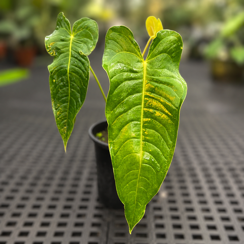 Anthurium veitchii x nymphaeifolium