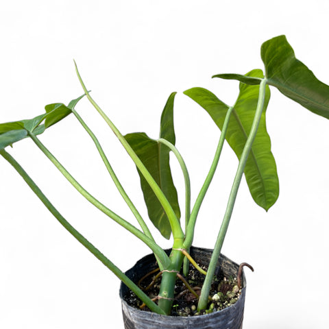 Philodendron sp. 1171