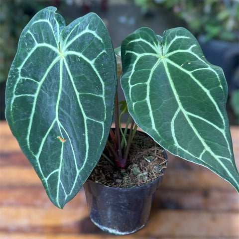 Anthurium Botanic - variação 04