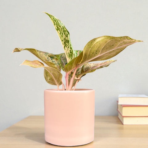 Aglaonema 'Orange gold star' + Cachepot Rosa bebe