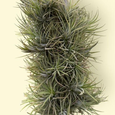 Tillandsia Ionantha pink (na placa)