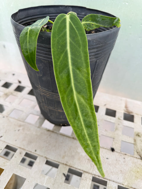 Anthurium warocqueanum