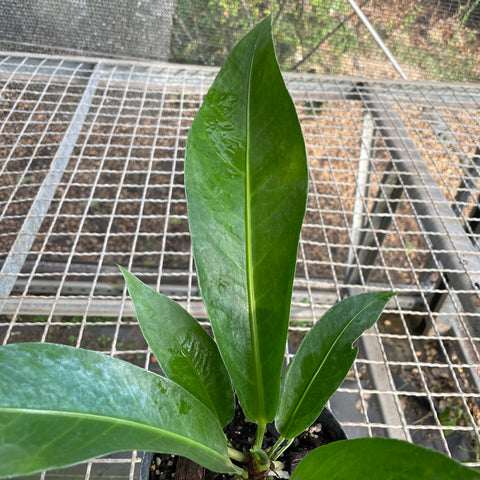 Anthurium salvinii