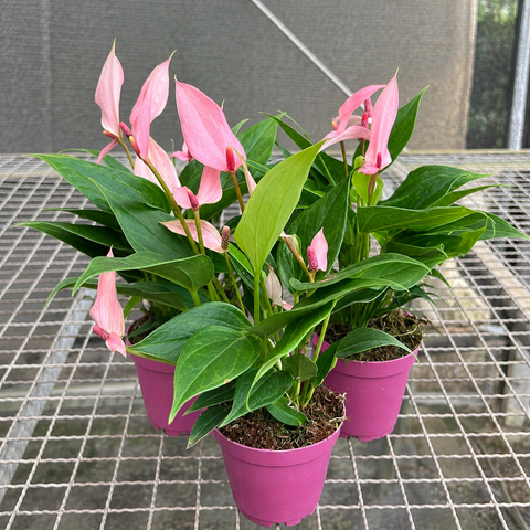 Anthurium Lilli