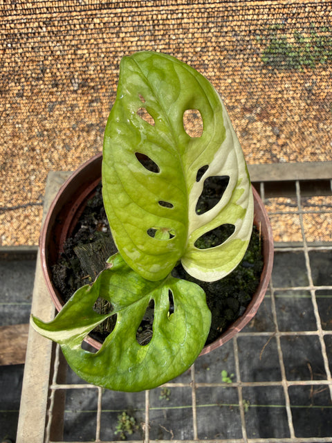 Monstera adansonii variegata