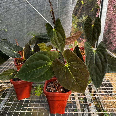 Anthurium Papillilaminum 'Guna Yala'