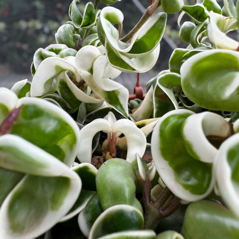 Hoya compacta variegata