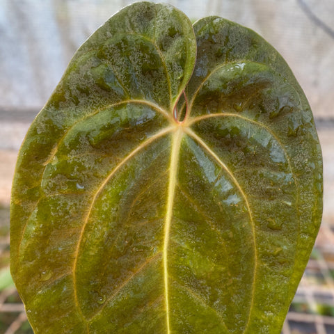 Anthurium Papillilaminum 'self'
