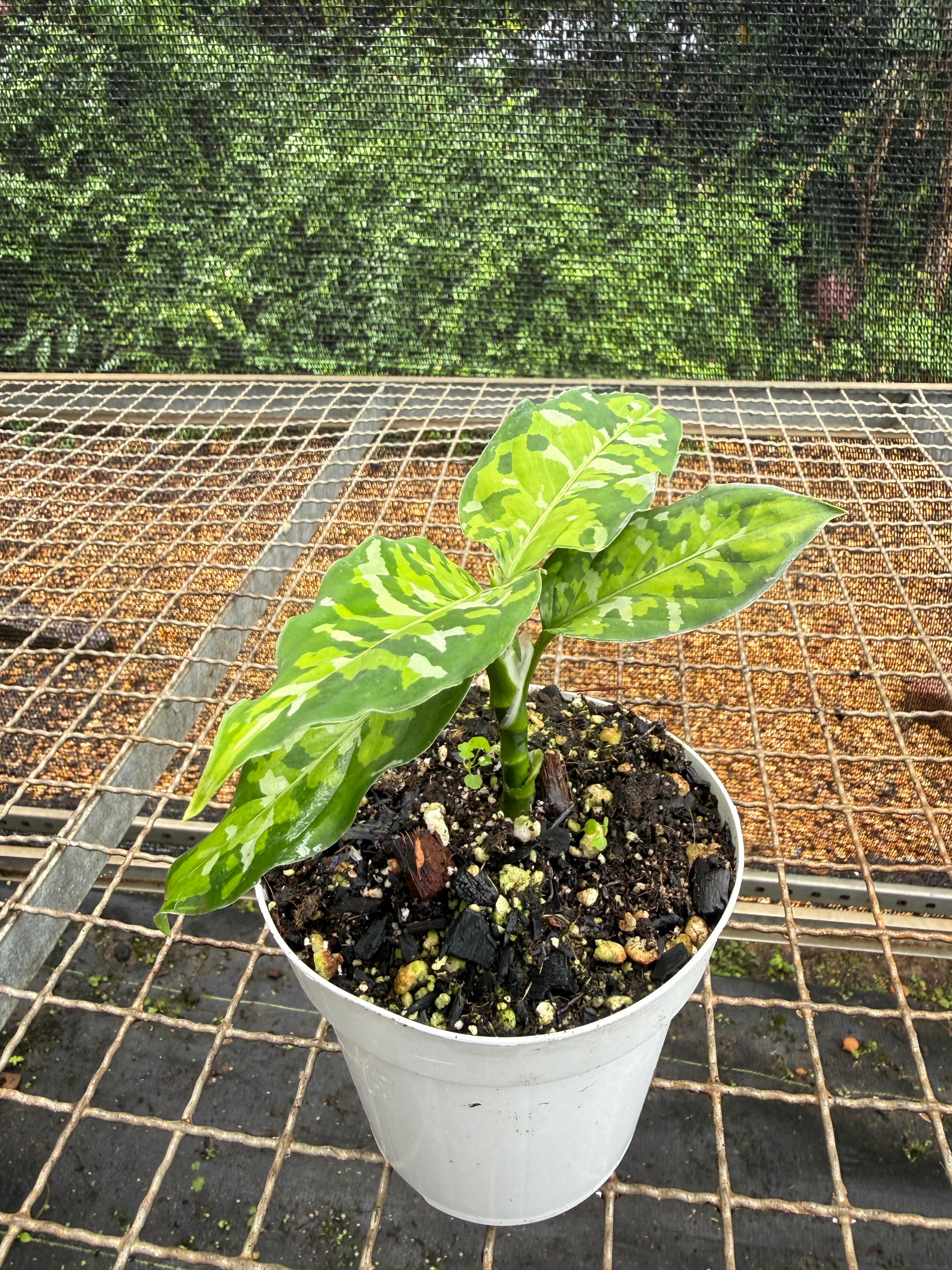 Aglaonema pictum 'tricolor' – Entre Raízes Botânica