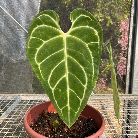 Anthurium regale