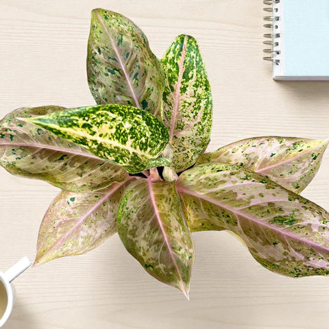 Aglaonema 'Orange gold star' + Cachepot Rosa bebe