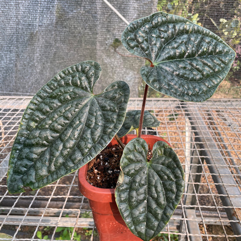 Anthurium Luxurians