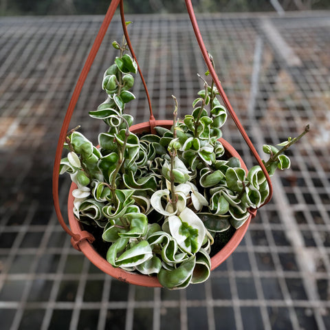 Hoya compacta variegata