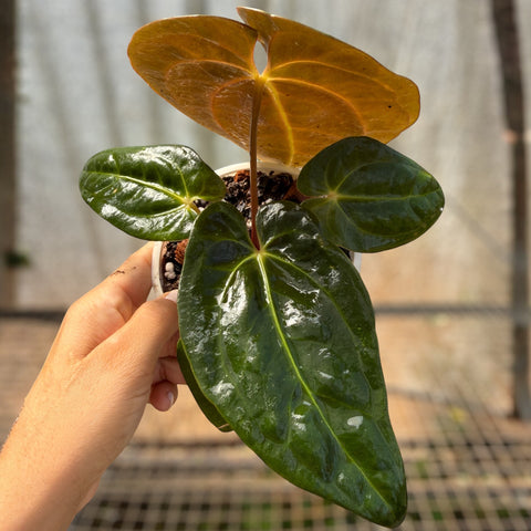 Anthurium Papillilaminum 'self'