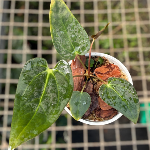 Anthurium Papillilaminum x Sanguíneum