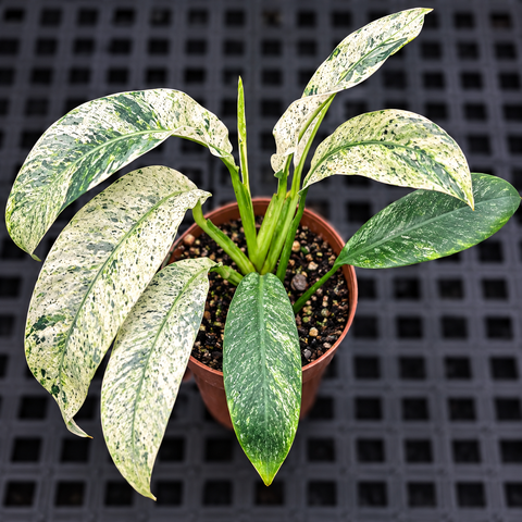 Epipremnum Giganteum 'Blizzard'