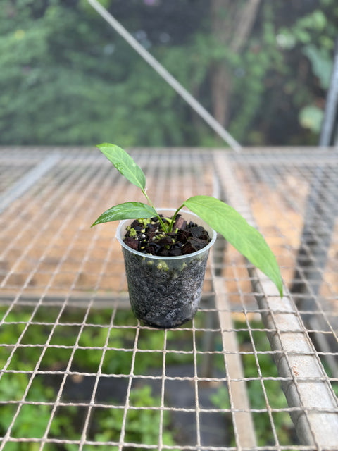 Anthurium vittarifolium | Entre Raízes Botânica - Detalhe 2