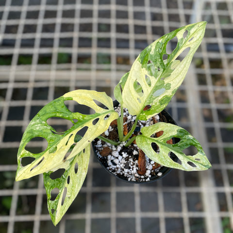 Monstera adansonii variegata