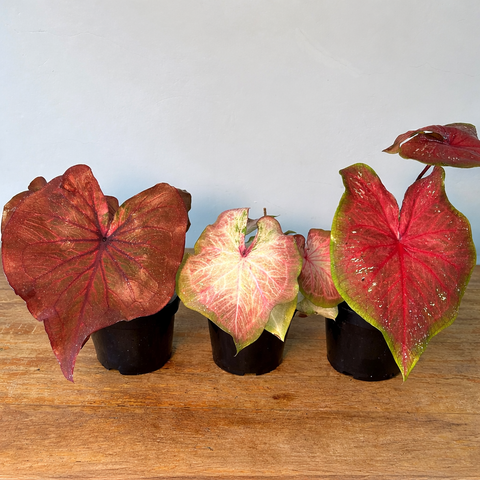 Kit Caladium 'ESPECIAIS' | Entre Raízes Botânica