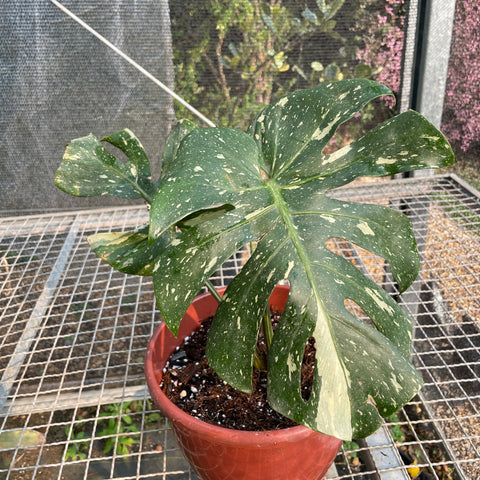 Monstera deliciosa 'Thai constellation'