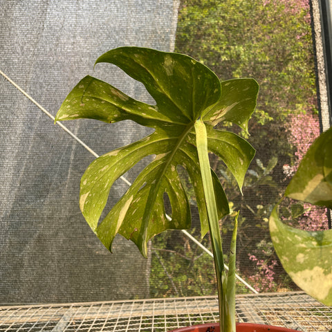 Monstera deliciosa 'Thai constellation'