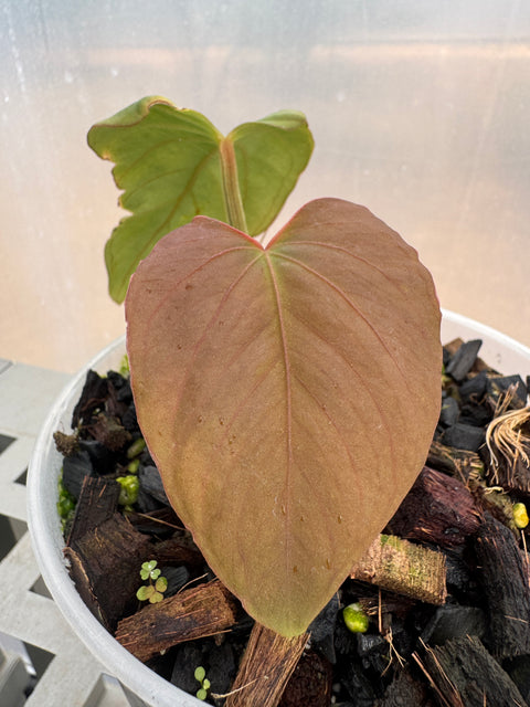 Anthurium sp. panamá