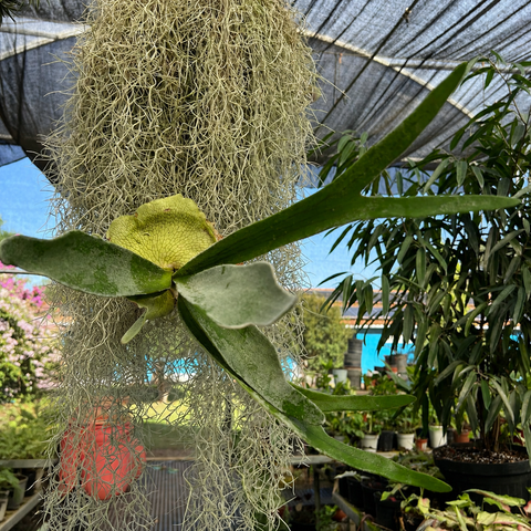 Platycerium Veitchii Lemoinei