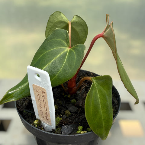 Anthurium regale x rubrinervium