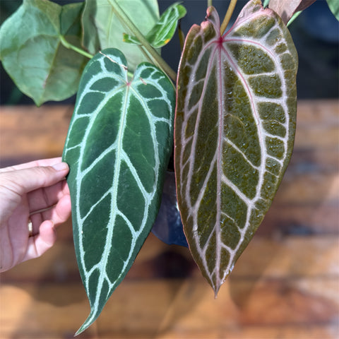 Anthurium Botanic - variação 09