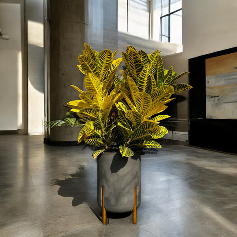 Croton canarinho + vaso decore preto Ardosia