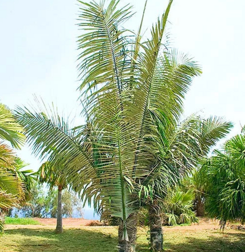 Arenga pinnata