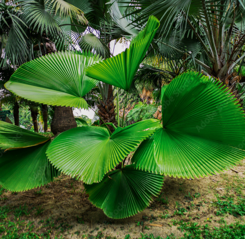 Licuala peltata sumawongii