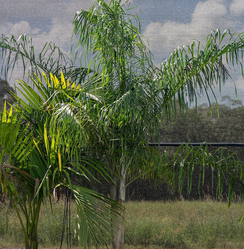 Dypsis plumosa