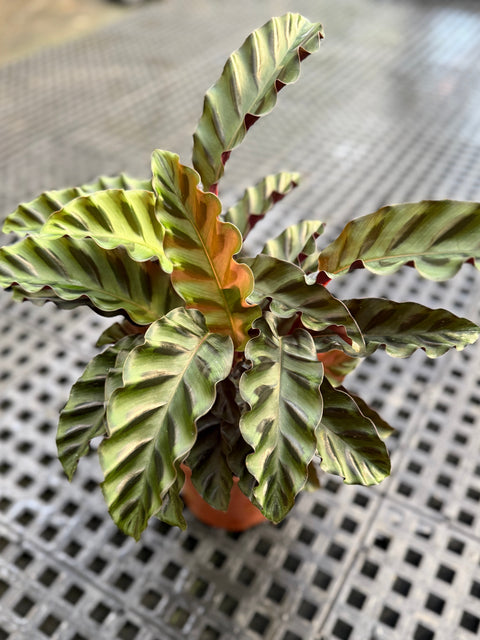 Calathea Velvet glory | Entre Raízes Botânica - Detalhe 2