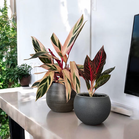 Calathea triostar + Vaso Esra cinza