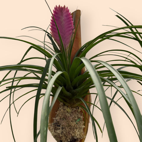 Tillandsia Cyanea (no tronco suspenso)