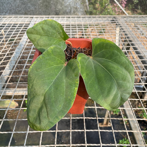 Anthurium Dressleri