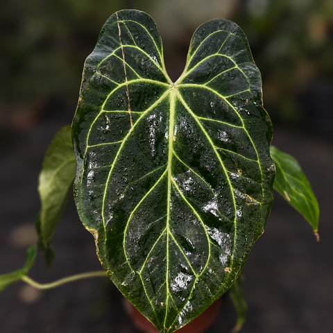 Anthurium (Darkmama x Papililaminum) x Besseae - variação 03