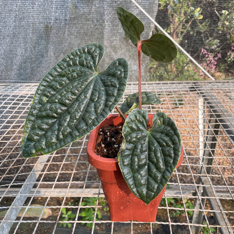 Anthurium Luxurians