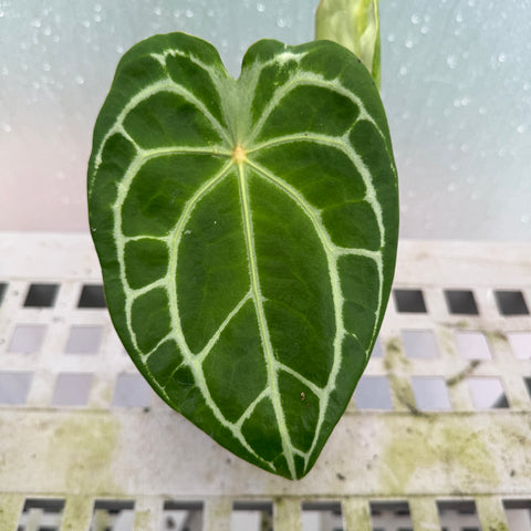 Anthurium  forgetii x Crystallinum silver