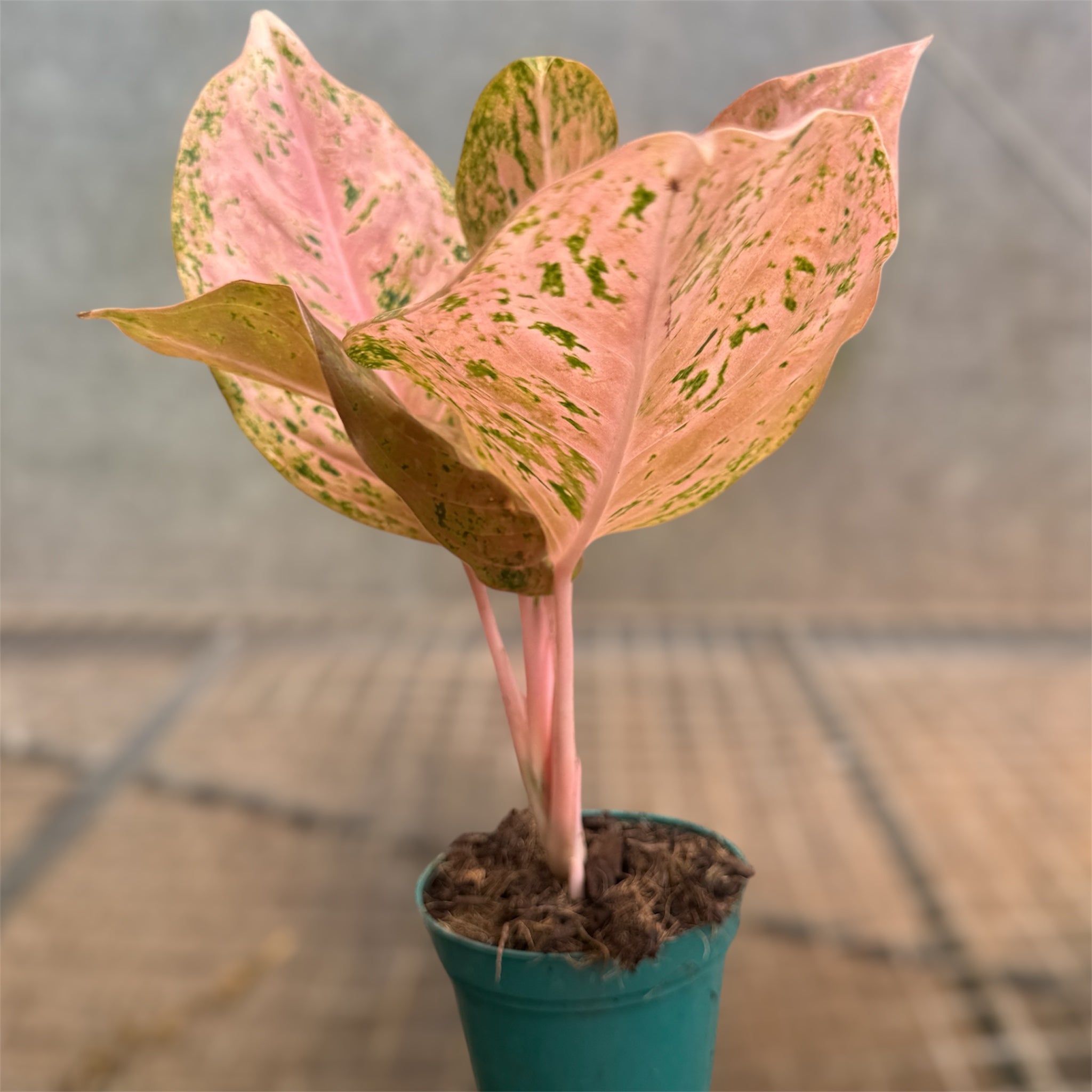 Aglaonema 'Orange gold star' – Entre Raízes Botânica