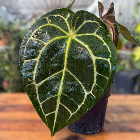 Anthurium Botanic - variação 08
